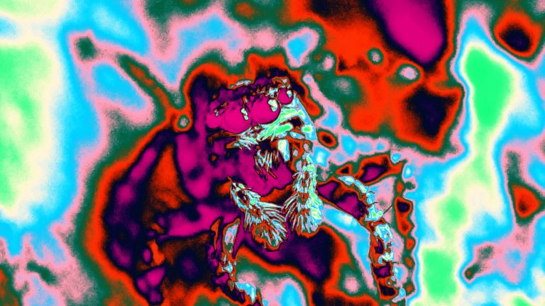 SALTICIDAE Playthrough